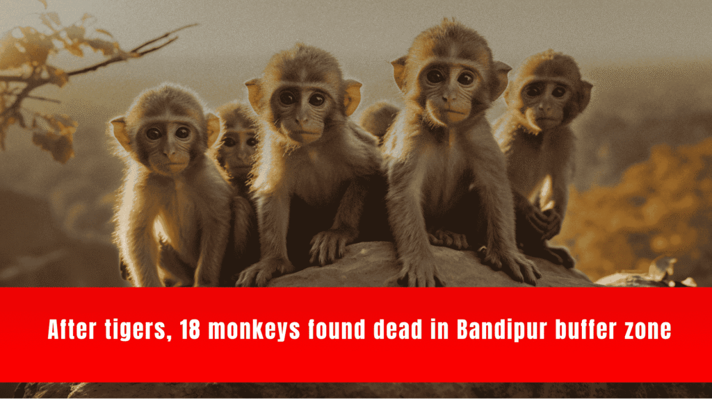 Bonnet Macaque poisoning, Bandipur Tiger Reserve, Karnataka wildlife crisis, tiger poisoning, wildlife conservation, human-wildlife conflict